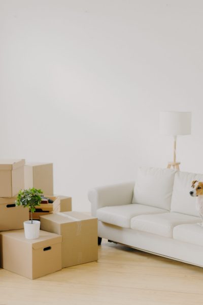 Photo of small dog on comfortable sofa poses in spacious living room, family personal belongings in packages, pile of carton parcels in empty room, light walls, big wondow. Moving Day in new home